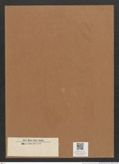 Diatomeae indet. Zeichnungen Sammlung Grunow Mappe 03443 (Herbarium_W_Grunow_drawings_Folder_03443)